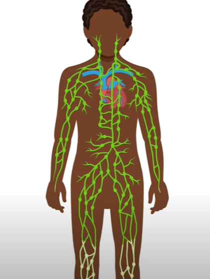 لیمف نوڈز کیا ہیں؟ What are Lymph Nodes?